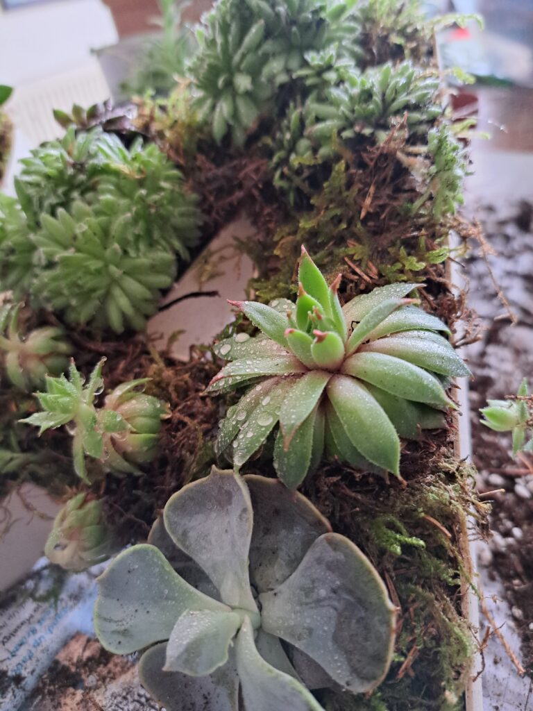 Biodegradable tribute letters with succulents and moss planted in wooden letter frames.