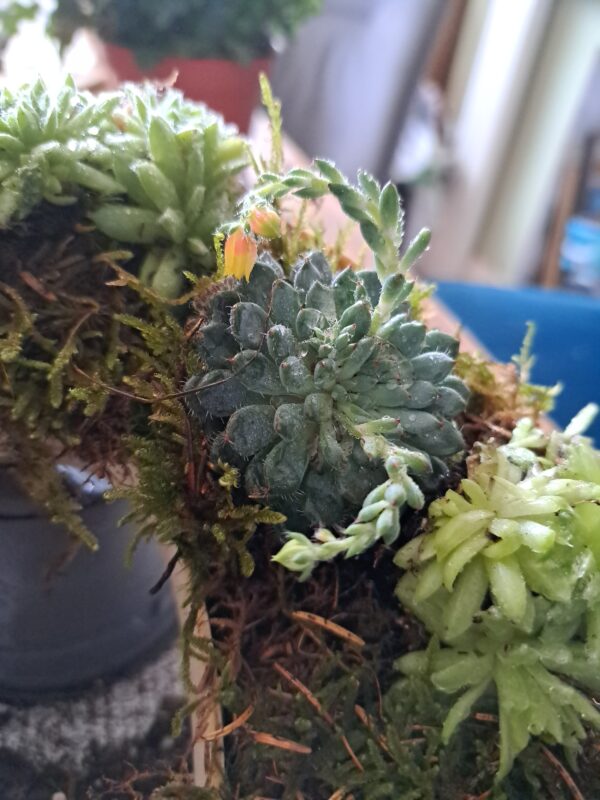 Biodegradable tribute letters with succulents and moss planted in wooden letter frames.