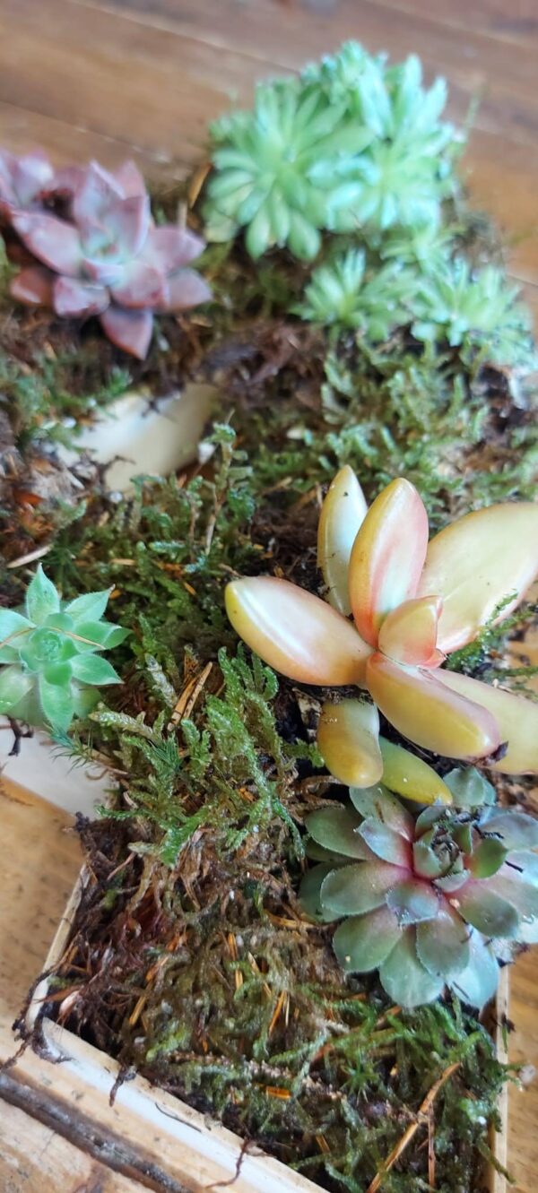 Biodegradable tribute letters with succulents and moss planted in wooden letter frames.